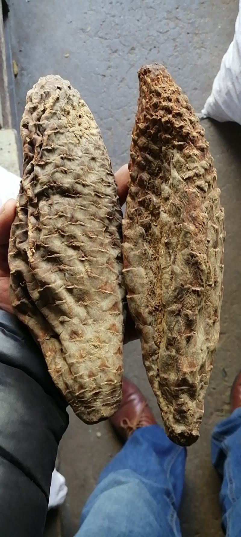 肉苁蓉肉苁蓉干货无硫药材不满意可退换货