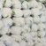 福建松花菜漳浦青梗菜花80天小米花大量上市提供冷库和包装