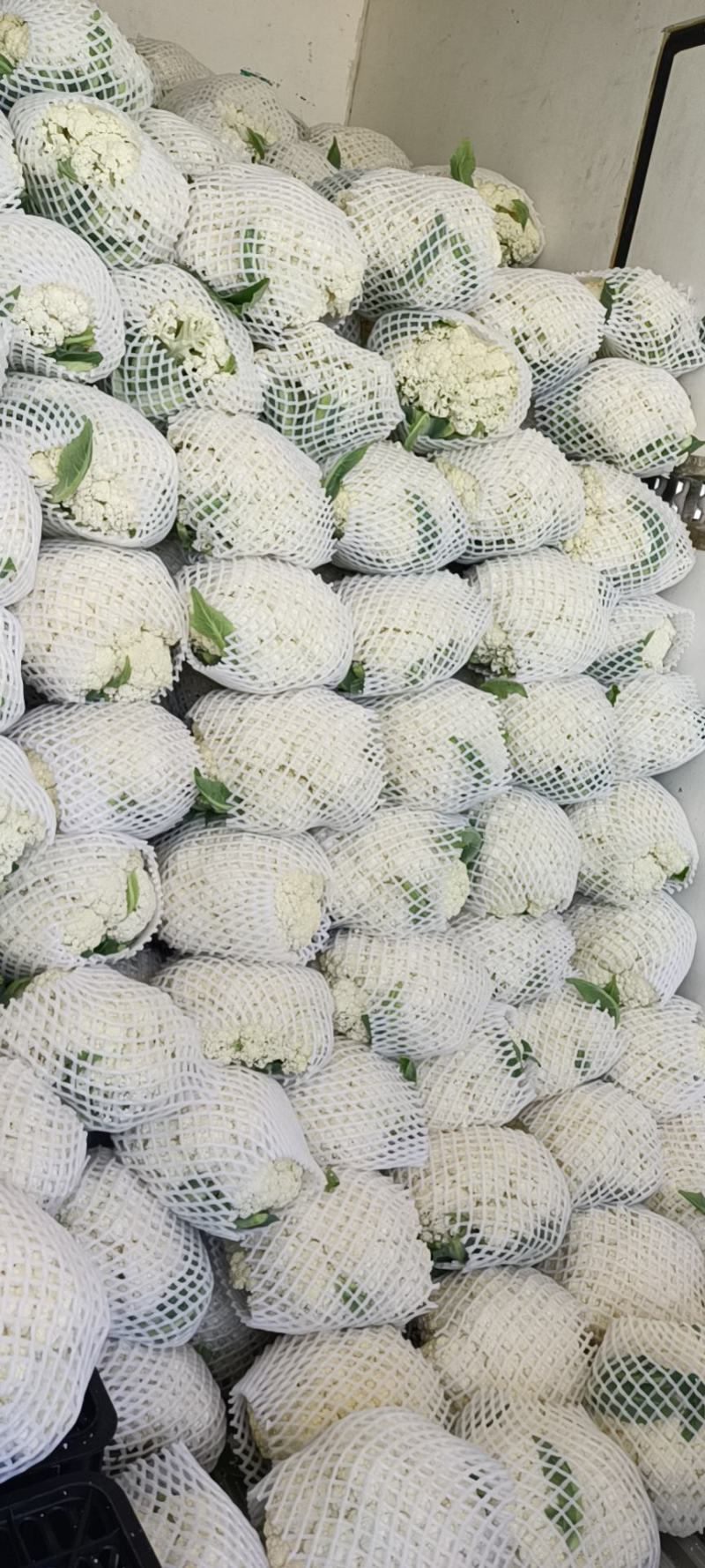 福建松花菜漳浦青梗菜花80天小米花大量上市提供冷库和包装