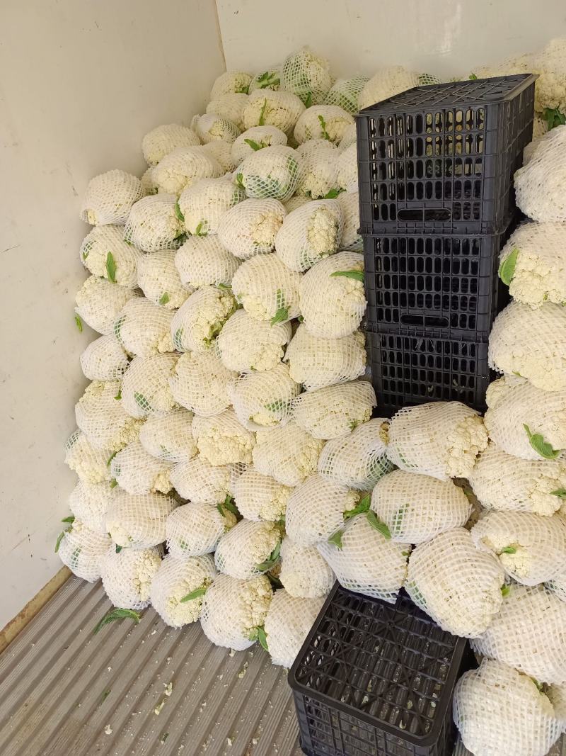 福建松花菜漳浦青梗菜花80天小米花大量上市提供冷库和包装