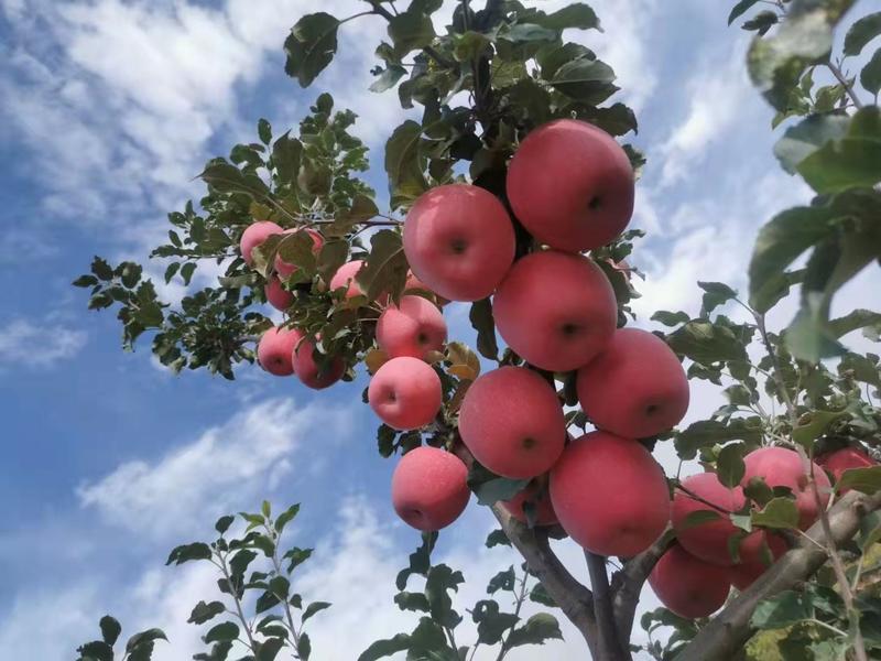 【原产地】甘肃静宁红富士苹果新鲜应季水果基地直供保质保量