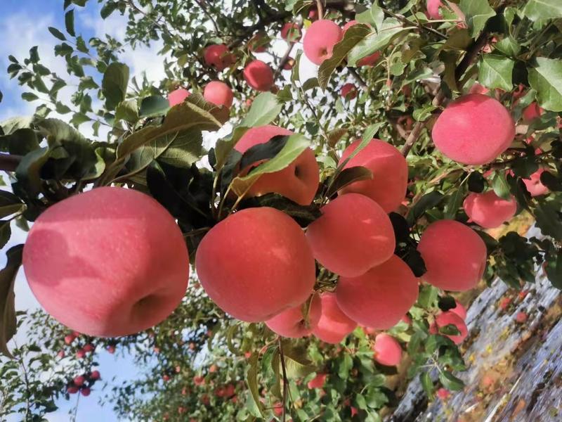 【原产地】甘肃静宁红富士苹果新鲜应季水果基地直供保质保量