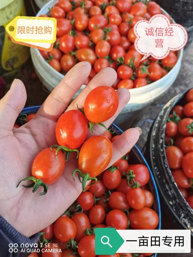 广西圣女果