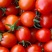 广西圣女果