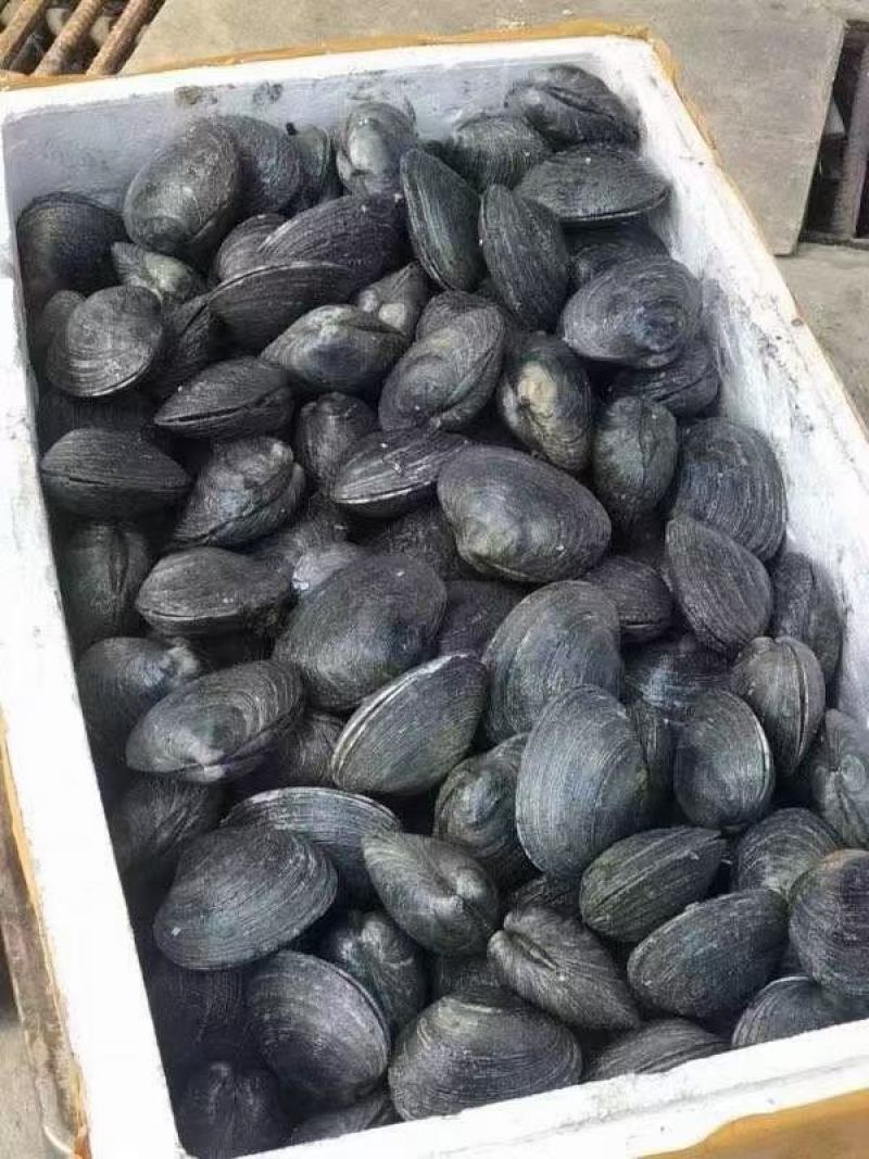 天鹅蛋