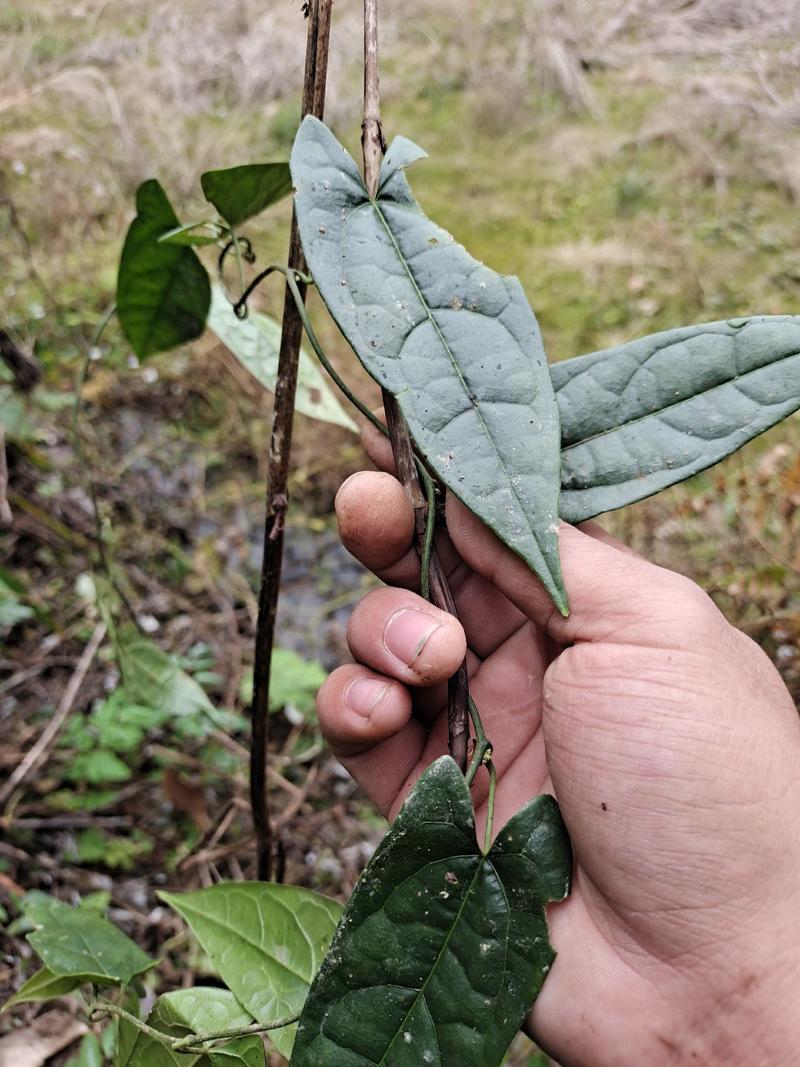 正宗野生金果榄，地苦胆，青牛胆，批发，，，，