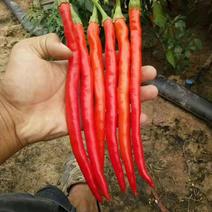 陕西红辣椒各个辣椒大量供应中，一手货源产地直供，质量