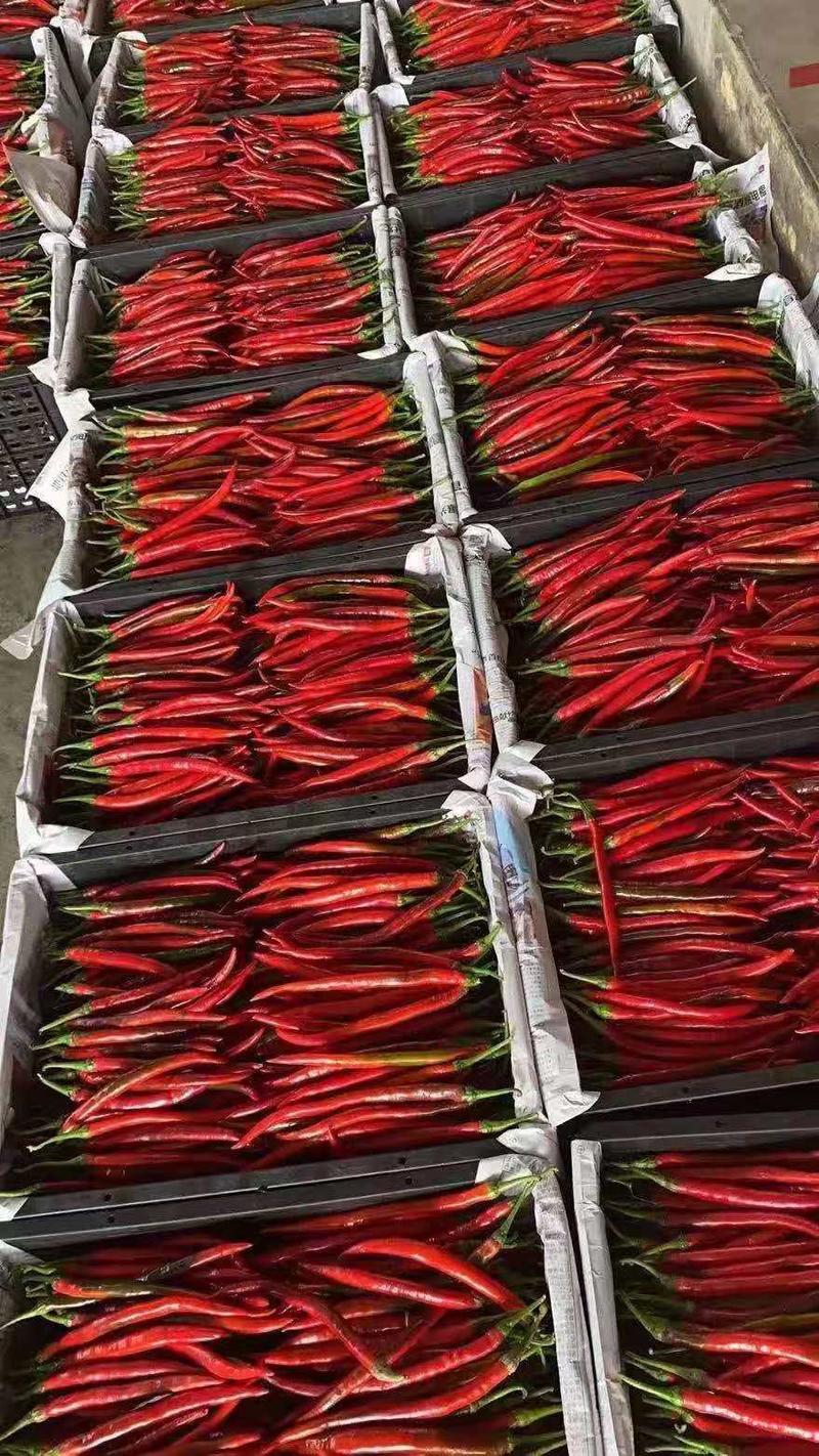 陕西红辣椒各个辣椒大量供应中，一手货源产地直供，质量保障
