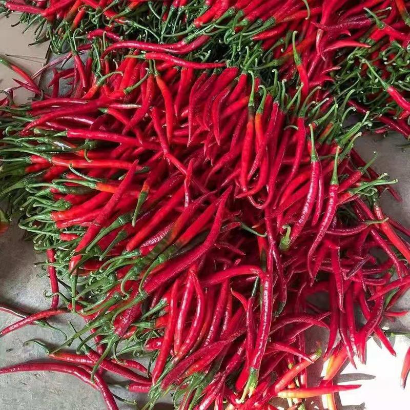 陕西红辣椒各个辣椒大量供应中，一手货源产地直供，质量保障