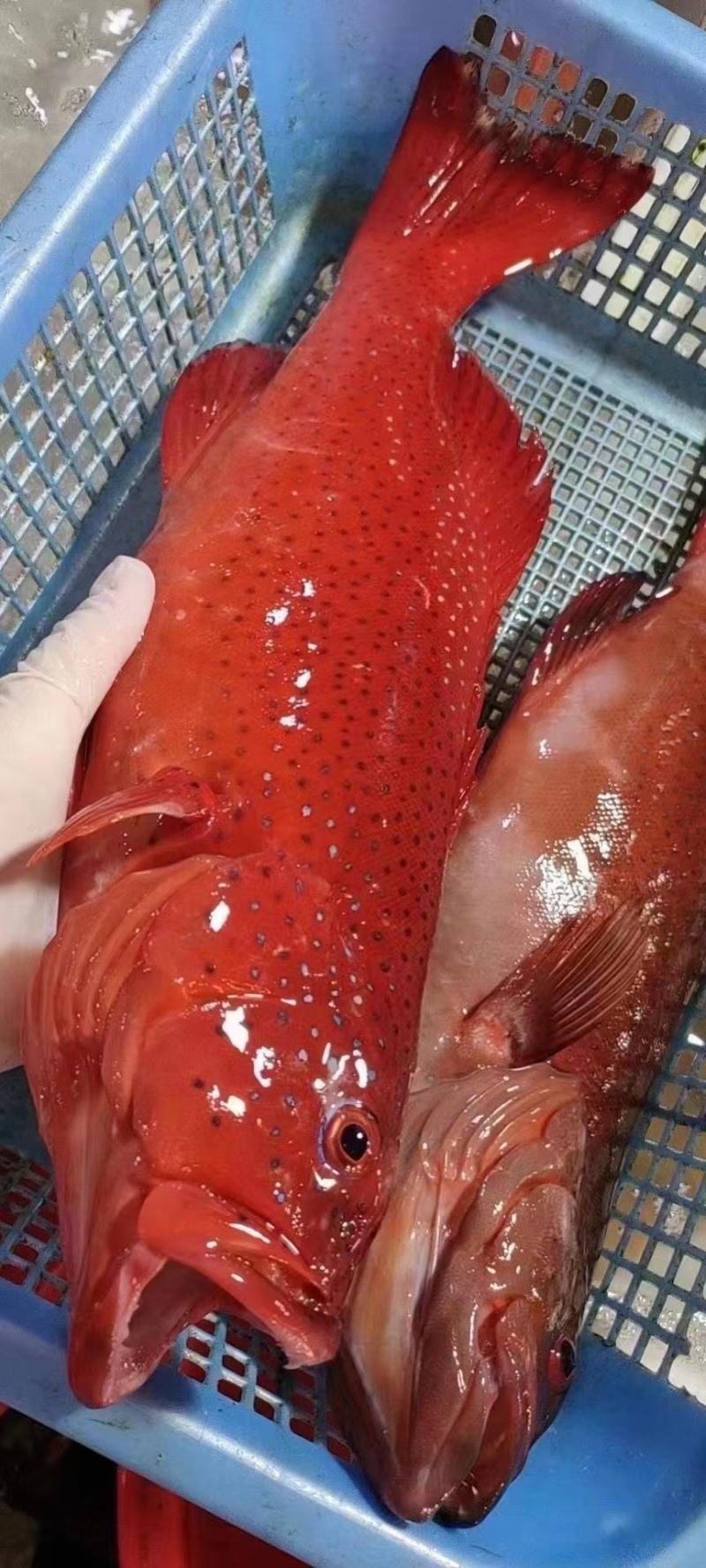 东星斑，活体速冻，可刺身，小件试样，5斤1件