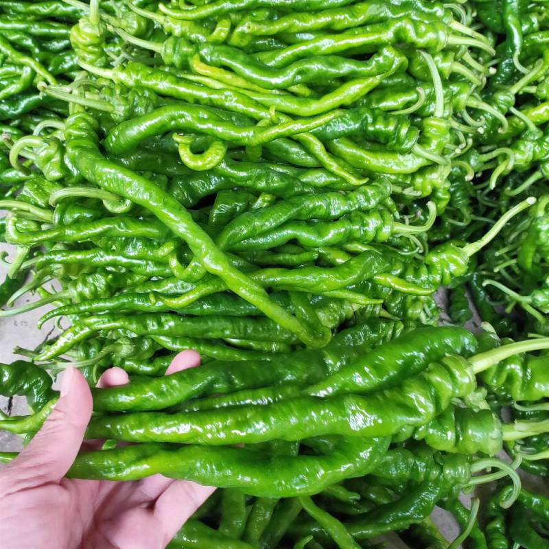 鲜辣椒