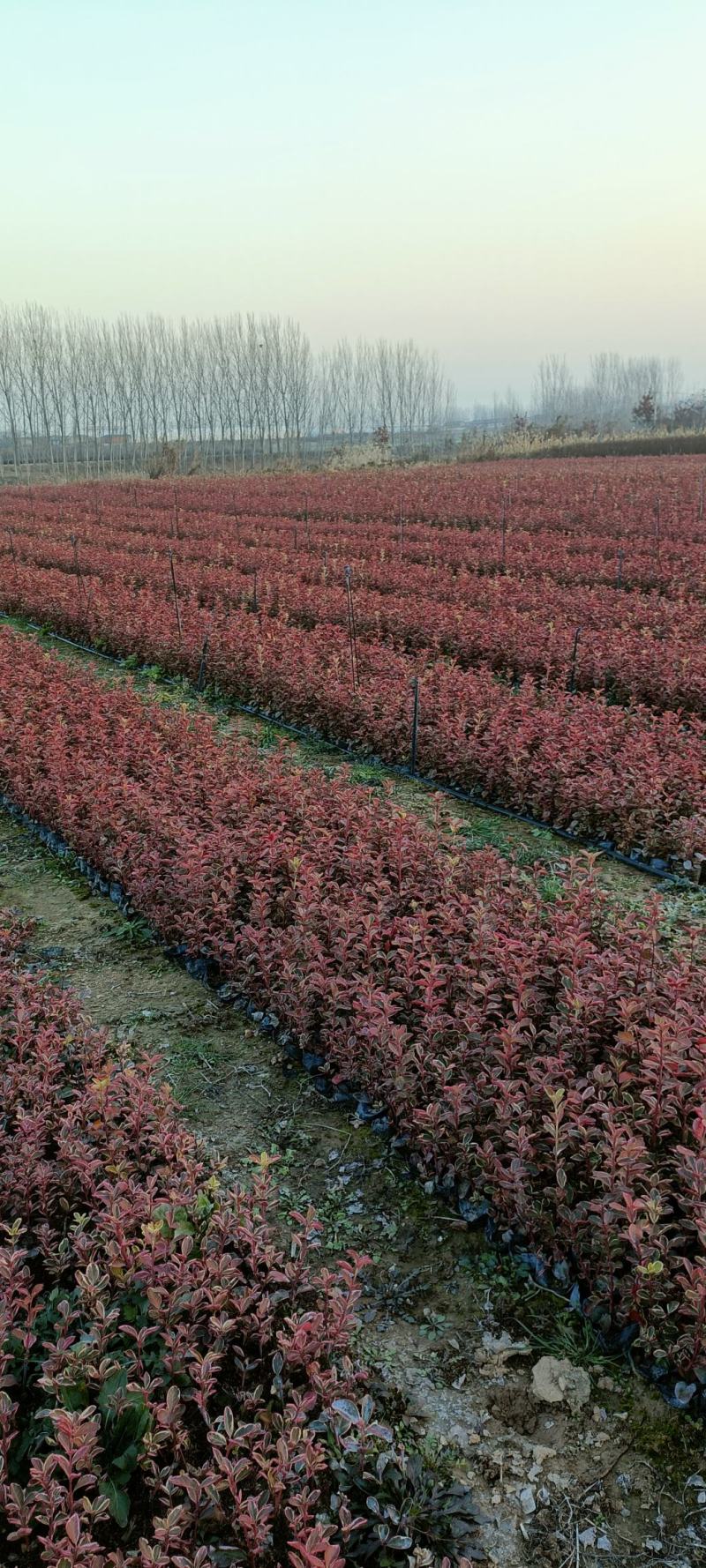 卫矛红叶卫矛冬天变红不落叶的卫矛