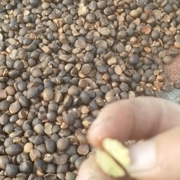 油茶籽
