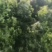 生菜，颗小，叶绿，价钱便宜，大量上市中，诚信经营真诚合作