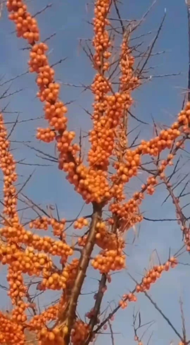 俄罗斯深秋红沙棘果