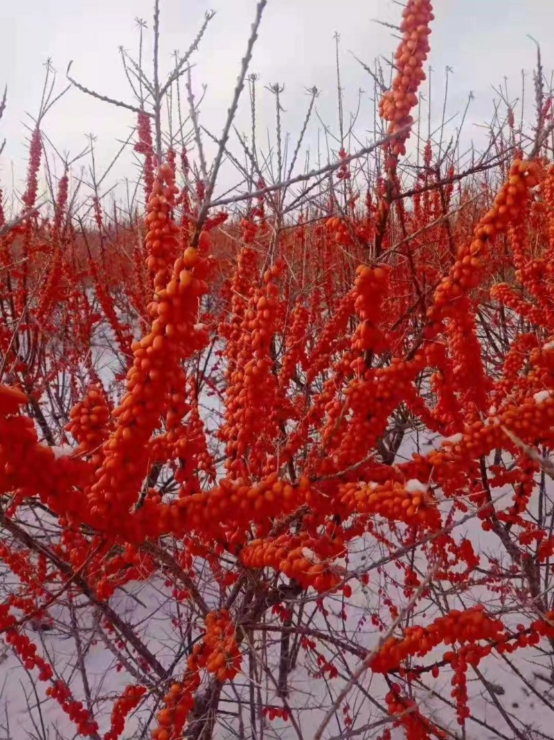 俄罗斯深秋红沙棘果