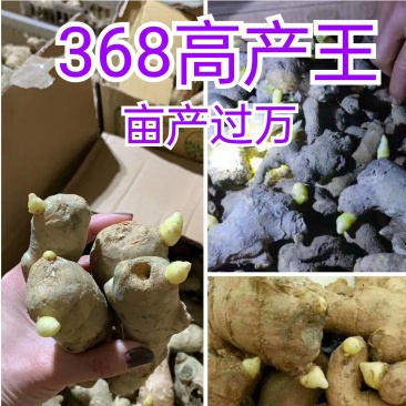 大黄368高产王，抗病毒，易管理，包技术亩产过万