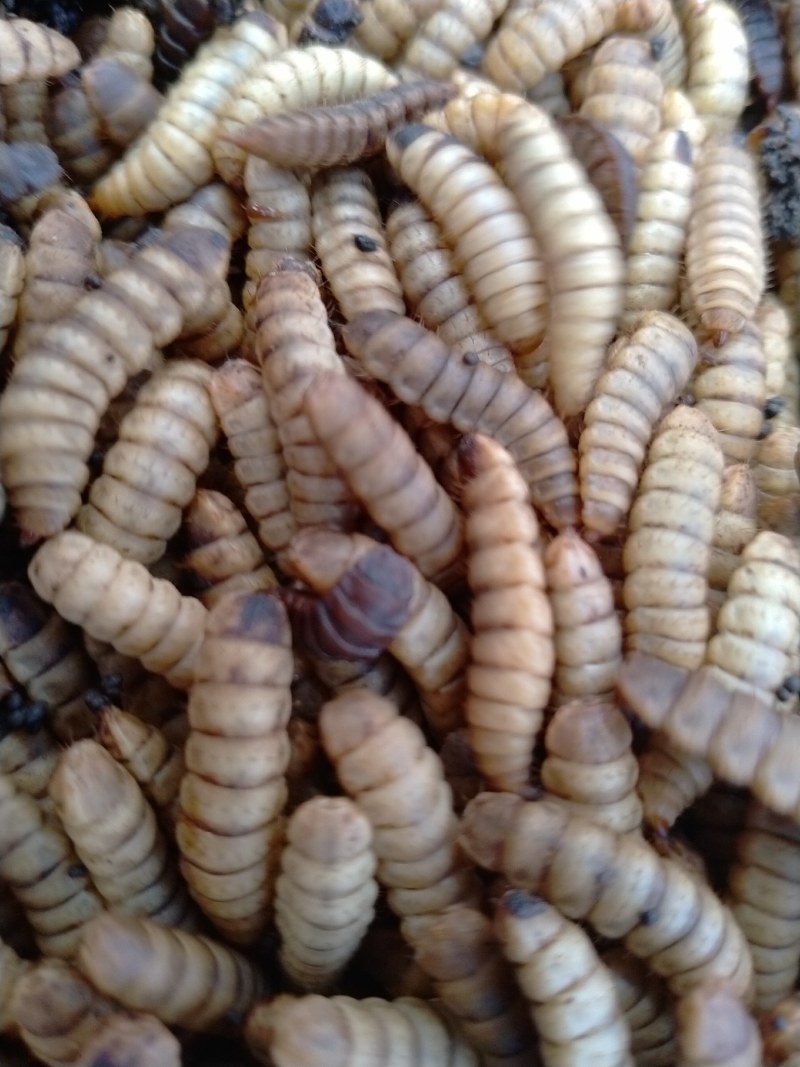 禽类饲料