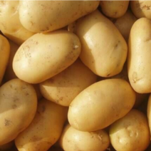 新品3两-6两土豆，人工现挑选，电商超市平台专用