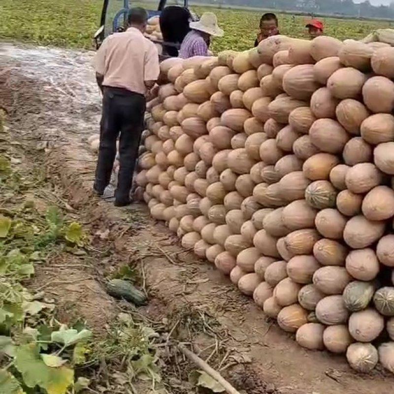 【精选】蜜本南瓜大量上市口感面甜诚信经营保质保量