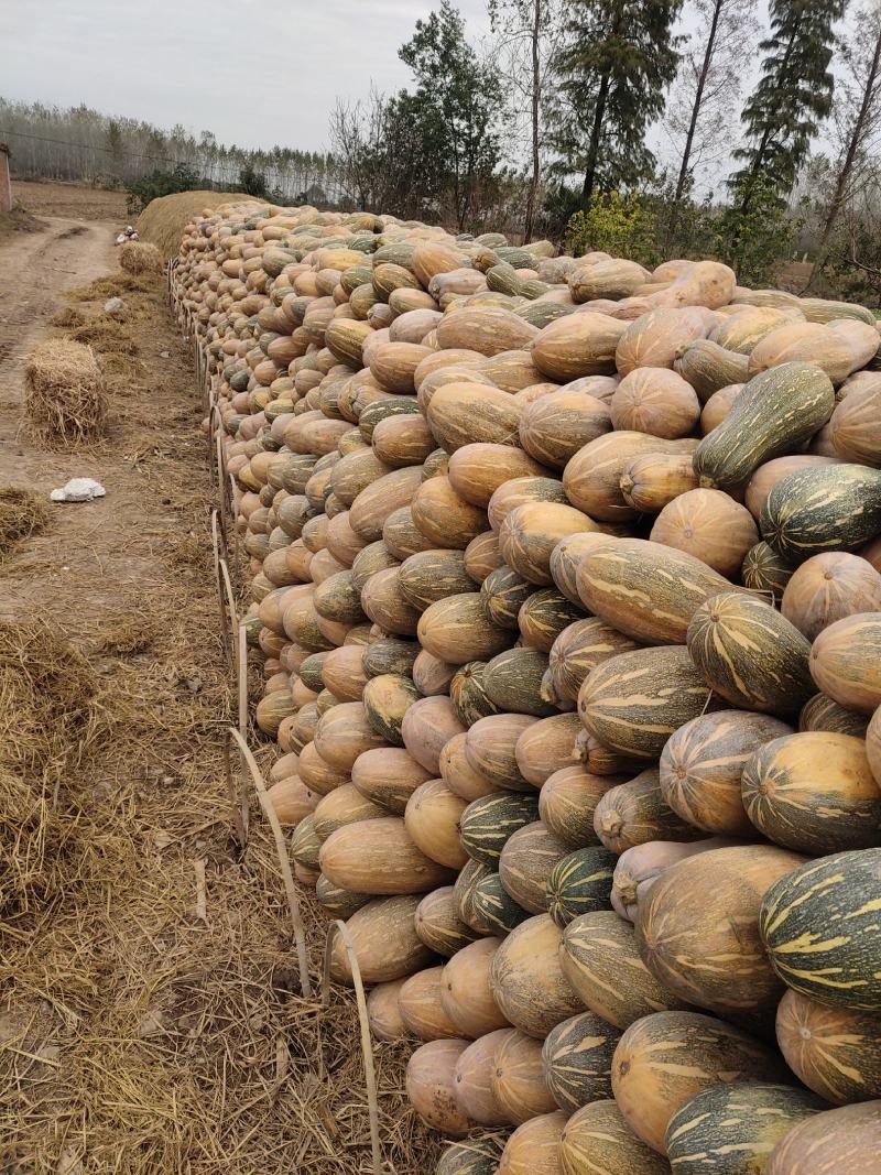 【精选】蜜本南瓜大量上市口感面甜诚信经营保质保量