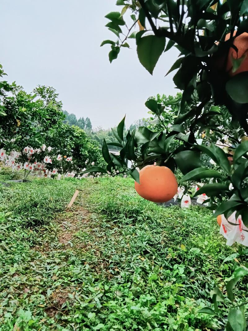 安岳春见柑桔橘子耙耙柑成熟了，自家果园需要的老板随时联系