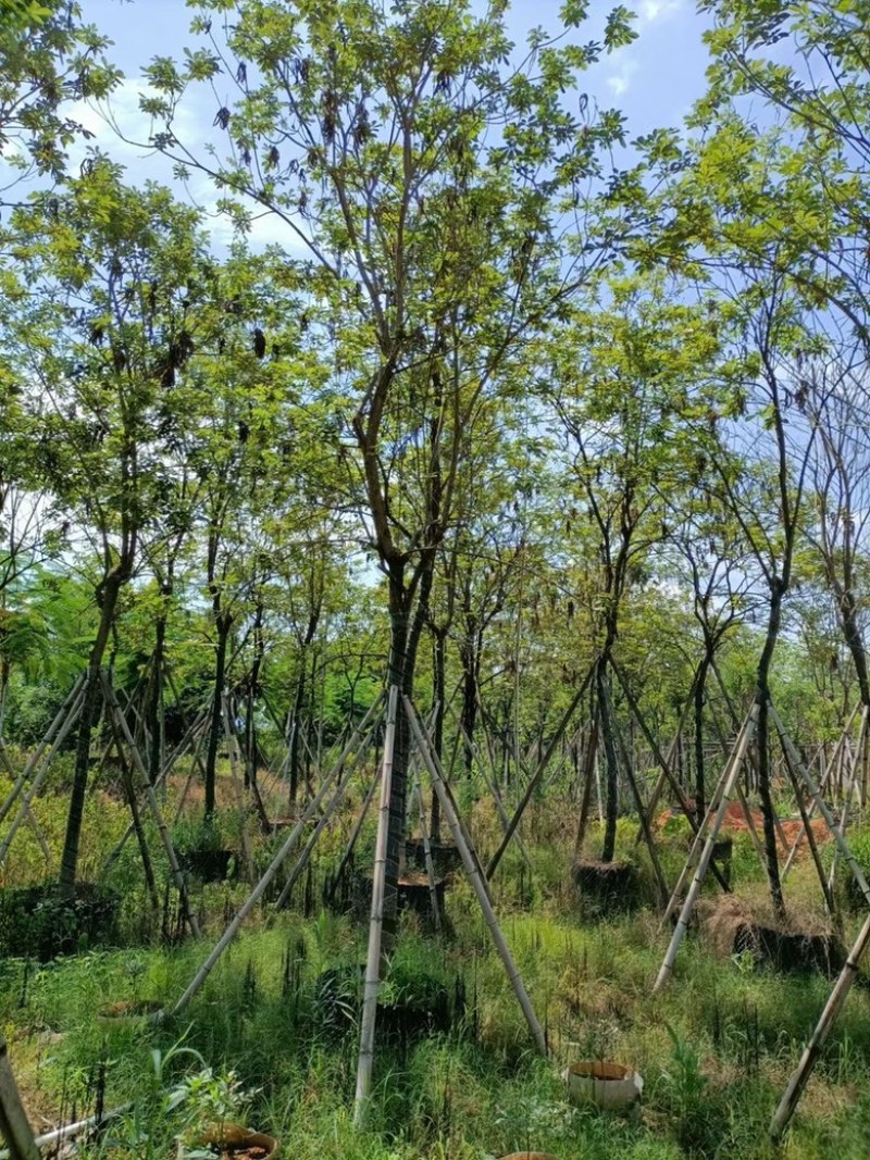 黄花风铃木