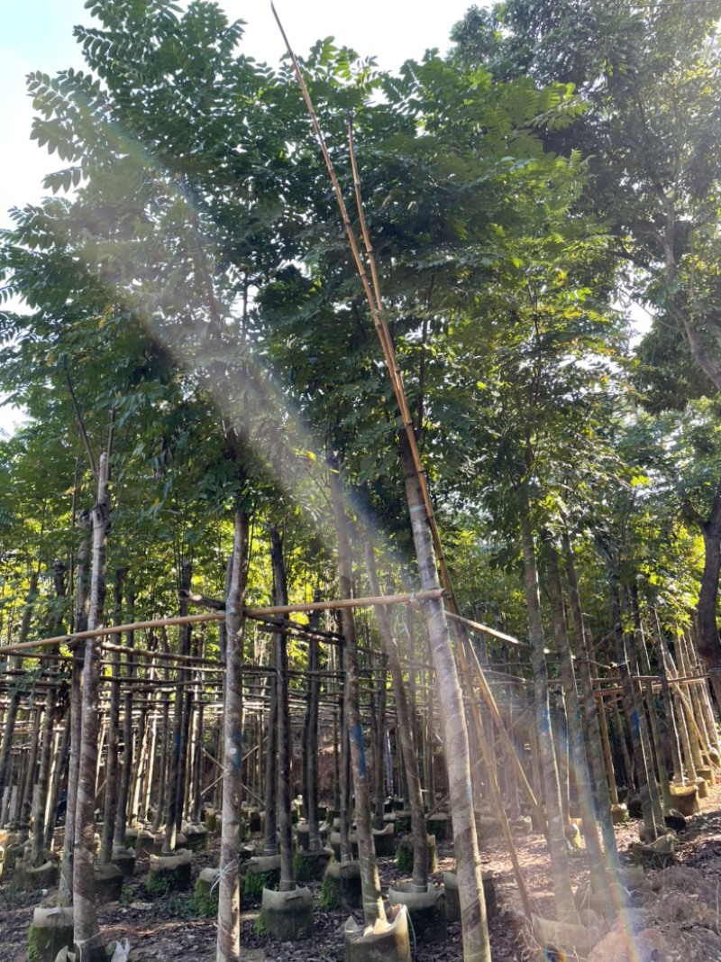 栾树