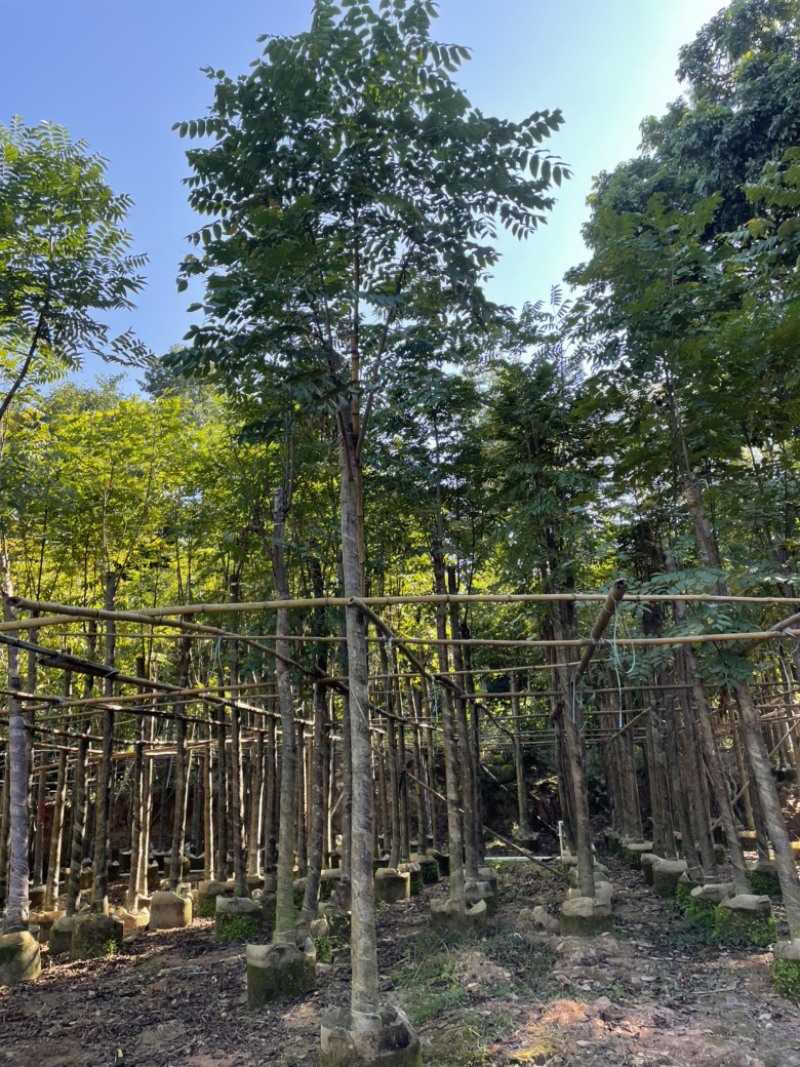 栾树