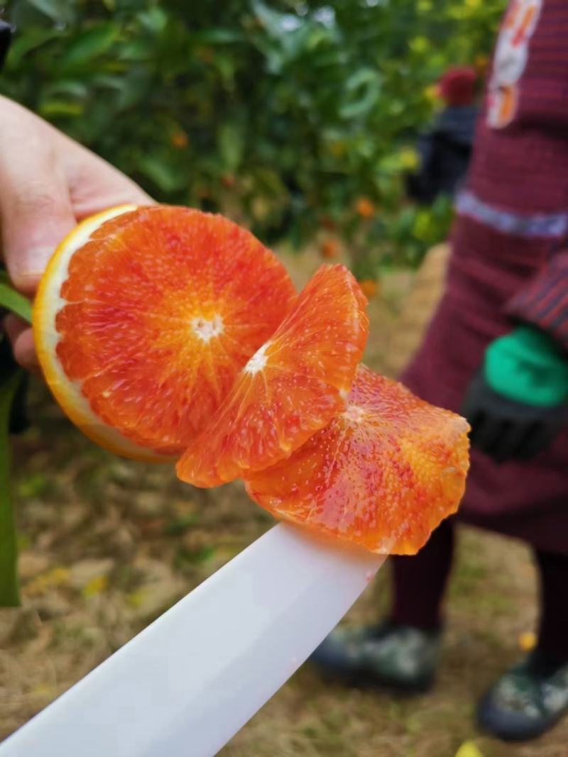 重庆市开州精品塔罗科血橙大量上市中，物美价廉