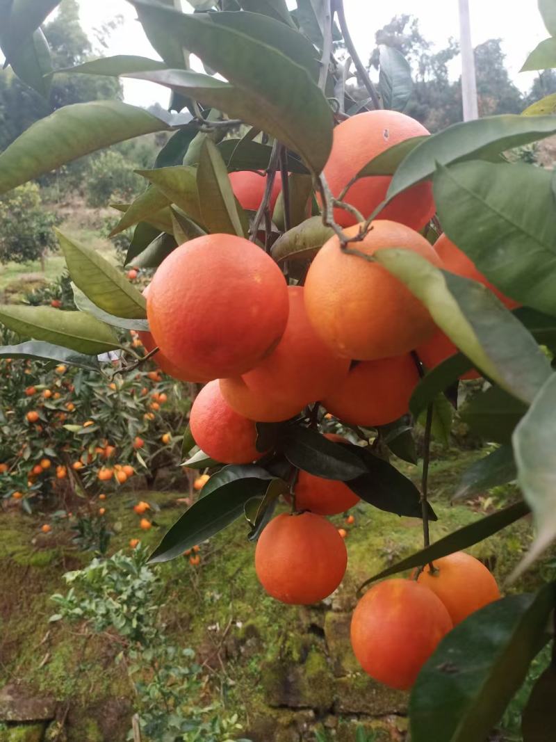 重庆市开州精品塔罗科血橙大量上市中，物美价廉