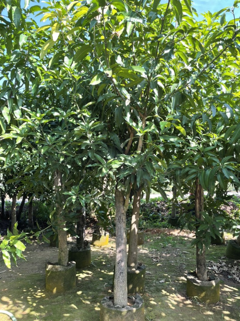 芒果树