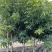 芒果树