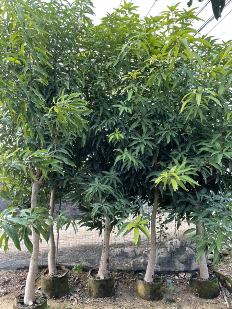 芒果树
