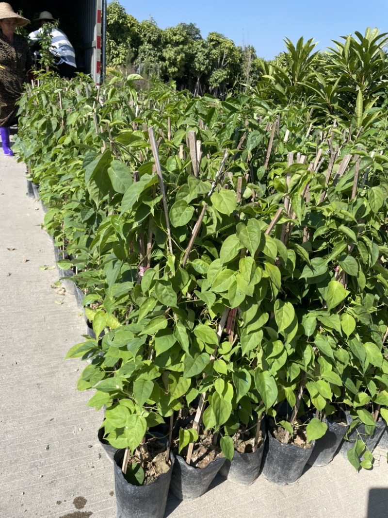 炮仗花