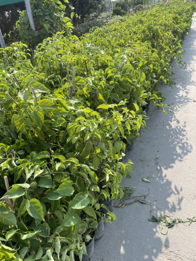炮仗花