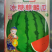 冰糖麒麟8424西瓜种子早熟高糖脆甜耐裂性好