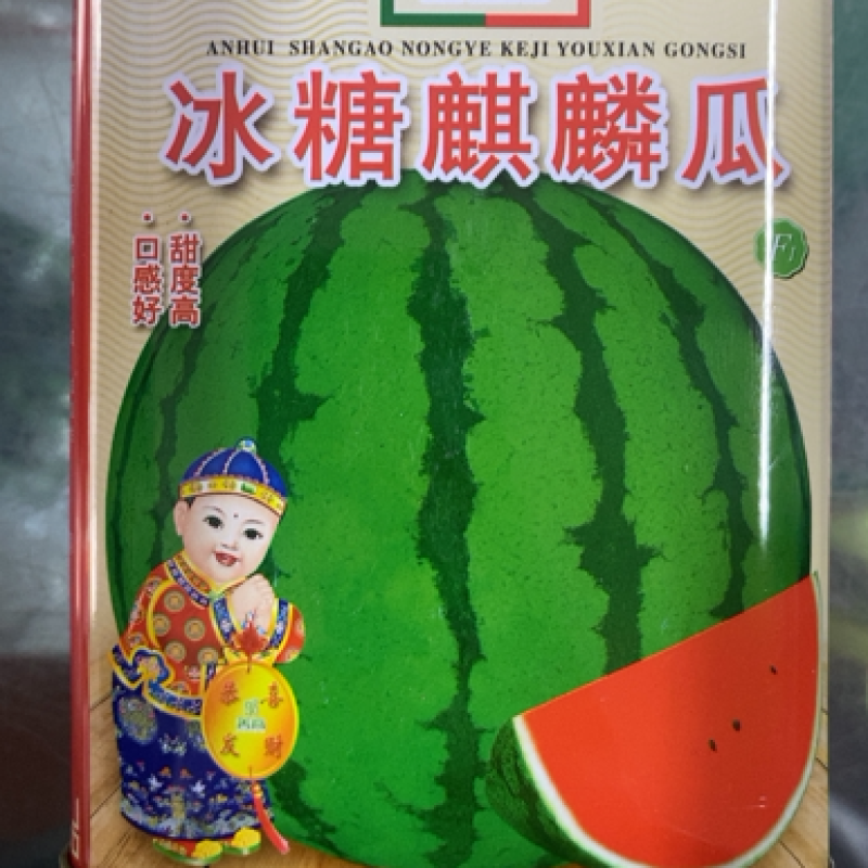 冰糖麒麟8424西瓜种子早熟高糖脆甜耐裂性好