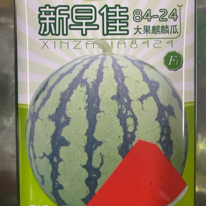 新早佳8424大果麒麟瓜西瓜种子极早熟抗病