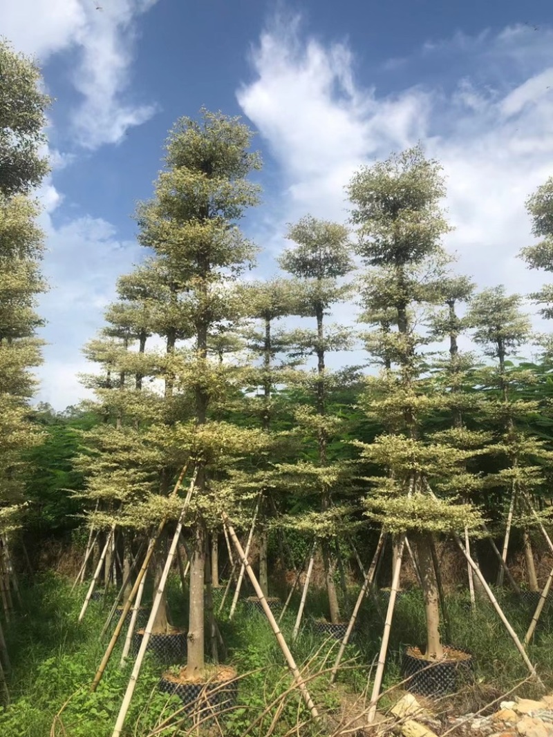 榄仁树