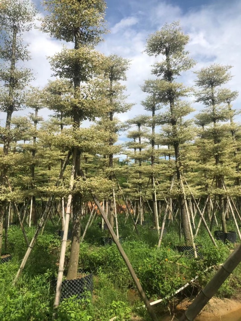 榄仁树