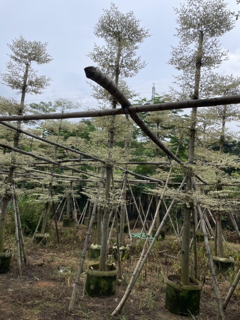 榄仁树