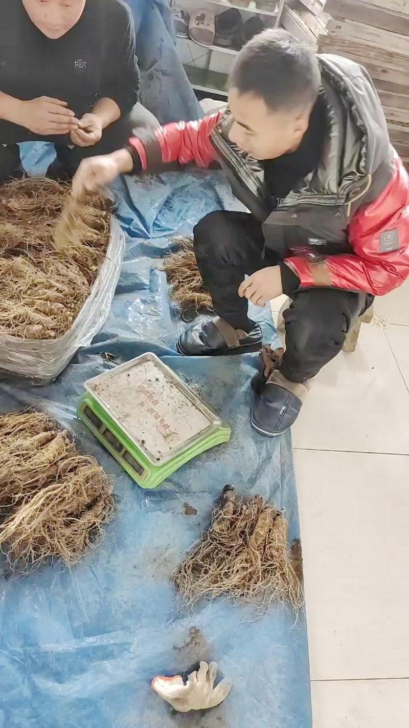鲜参长白山10颗一斤的大鲜参参农批发实惠