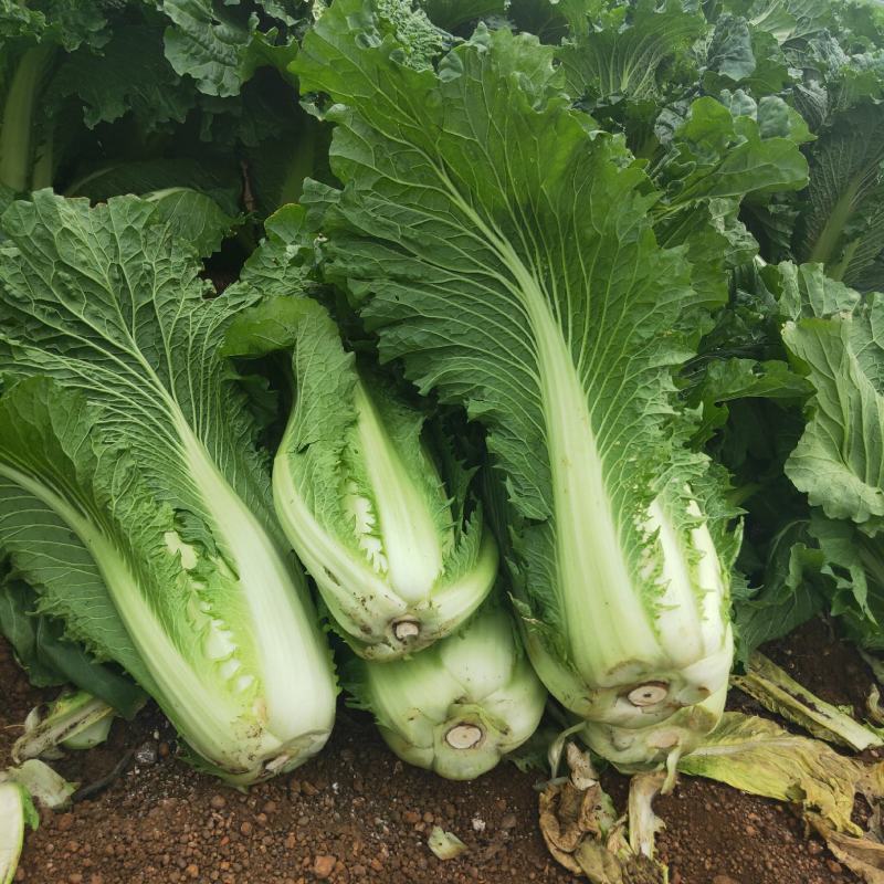 竹筒菜长菜火筒菜绍菜麻叶青菜青明菜