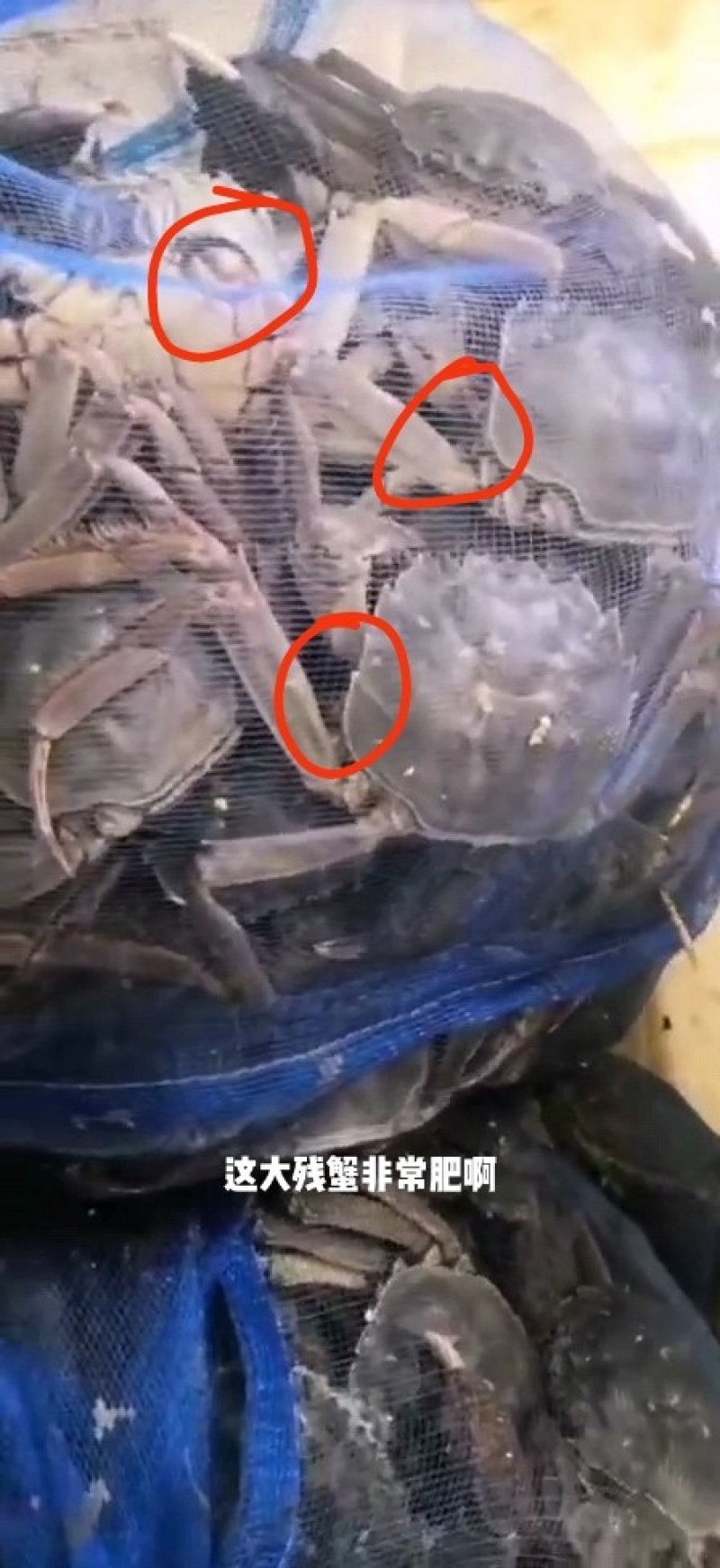 大残蟹非常肥3两～4两