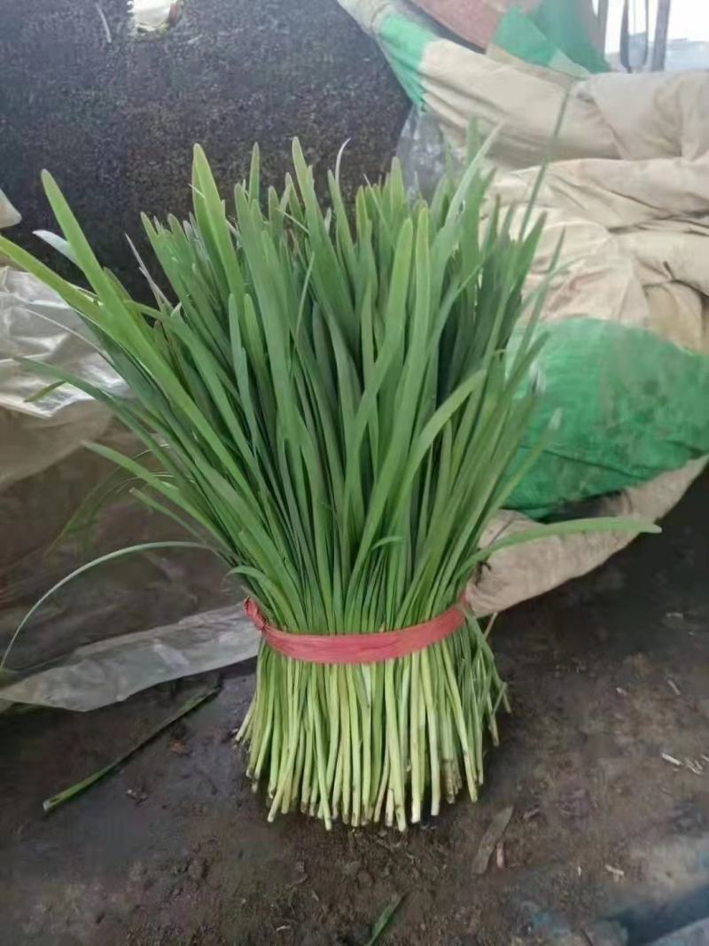 本地大棚韭菜大量上市，大捆，小捆都有，存放时间长。