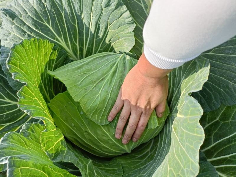 包菜