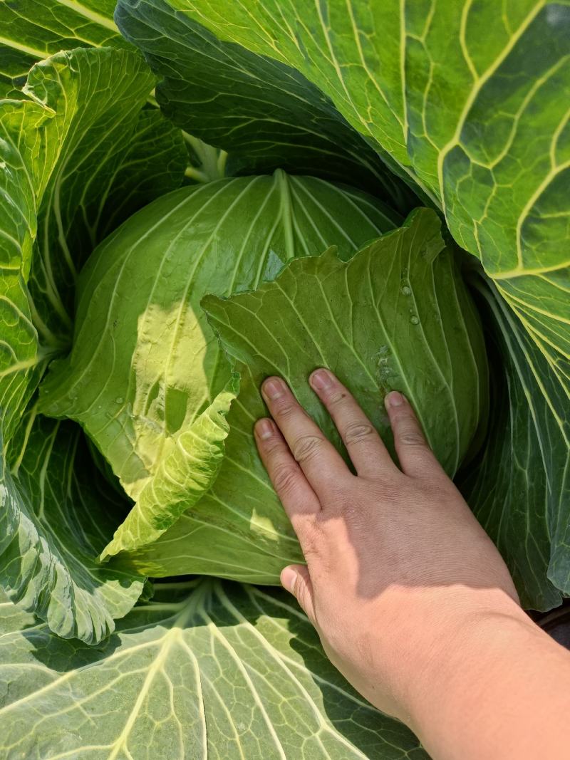 包菜