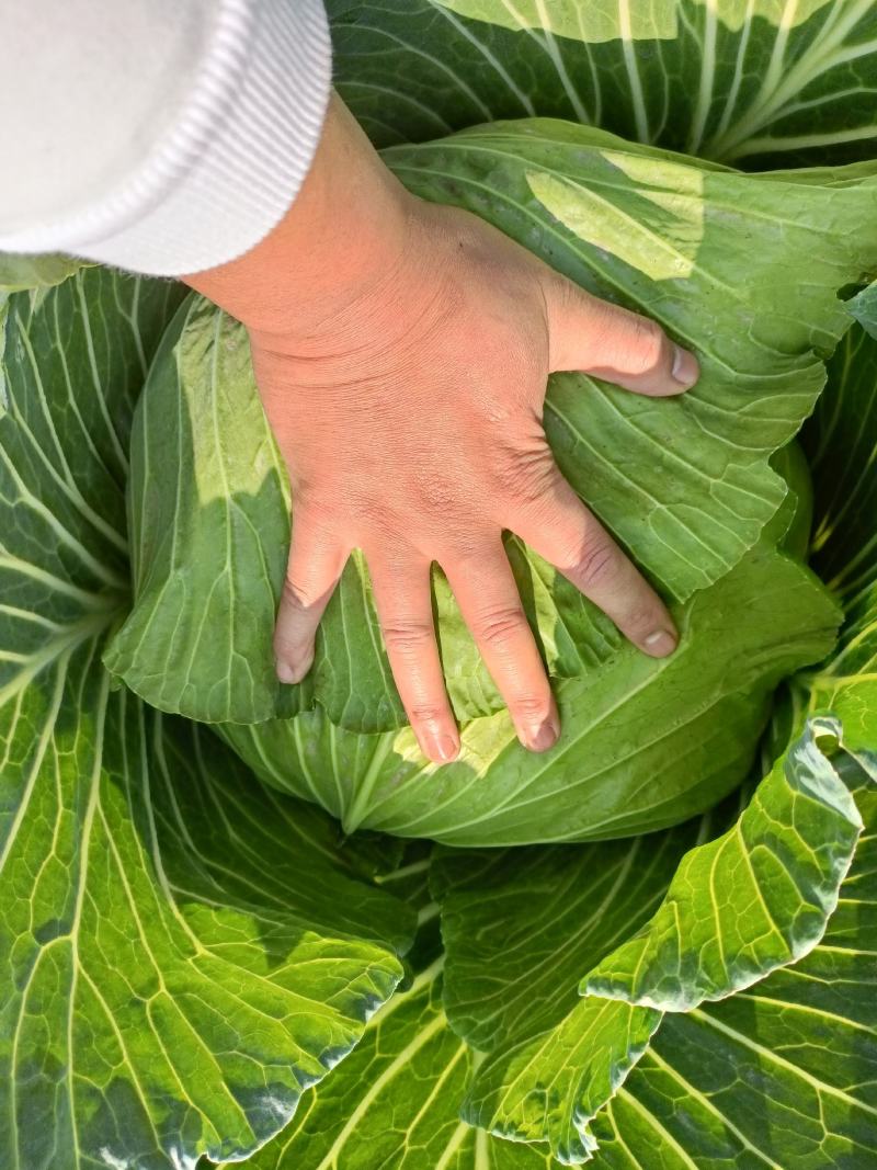 包菜