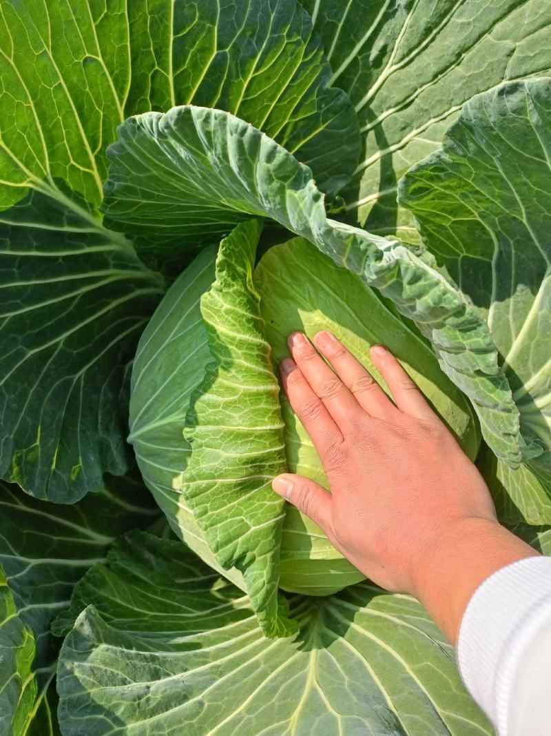 包菜